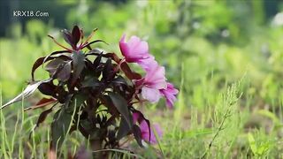 Son In Law Desires His Mother In Law And Covet Another Man’S Wife 2