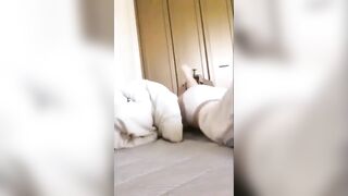 【合計300ファイル超】素人チャットオナニーまとめ jav jvip (120)