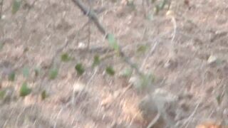 Girls Pee in the Bushes ipcam (4) 2