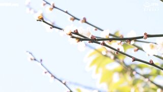 VENX-362 My busty aunt seduces me with whispers in my ear and intimate sex Reo Fujisawa Censored