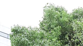 CLOT-038 My black pantyhose tutor is my classmate Sakura Yuno Reducing Mosaic JAV