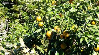 ABW-062 Teasing Master Suzumura-san. 3 scenes of youthful love and romance with Suzumura-sensei who always plays with me!! Airi Suzumura Reducing Mosaic JAV