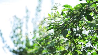 IPZZ-817 Adolescent Rape Filled with Sweat and Tears My Best Friend Is Selling Her Body to a Creepy Middle-Aged Advisor in Order to Get Me to Join the... Censored