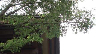 MIDE-777 I got an erection when I saw my sister being violated Reducing Mosaic JAV