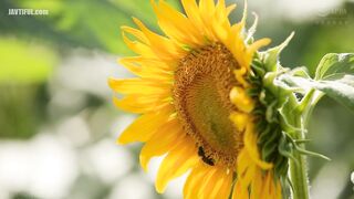 HZGD-327 Hibiki Amemiya, stepson's sanity collapsed as she unconsciously seduced him with her sweaty, braless, huge breasts and protruding nipples Reducing Mosaic JAV