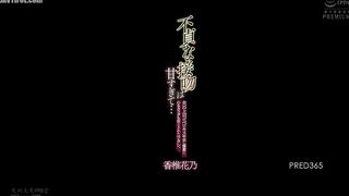 PRED-365 Unfaithful kisses are too sweet... My heart and body were corrupted by my husband's boss' French kissing and creampie training. Kashii Hanano Reducing Mosaic JAV