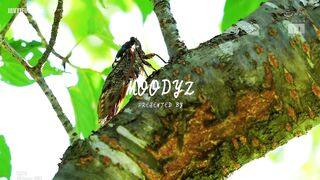 MIDV-791 I've already ejaculated! Even in this state, the mean older sister continues to tease you with her sweaty, sultry body. Miyashita Reina Reducing Mosaic JAV